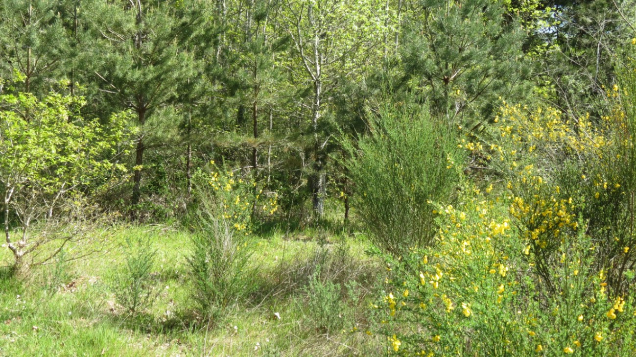randonnée en sologne