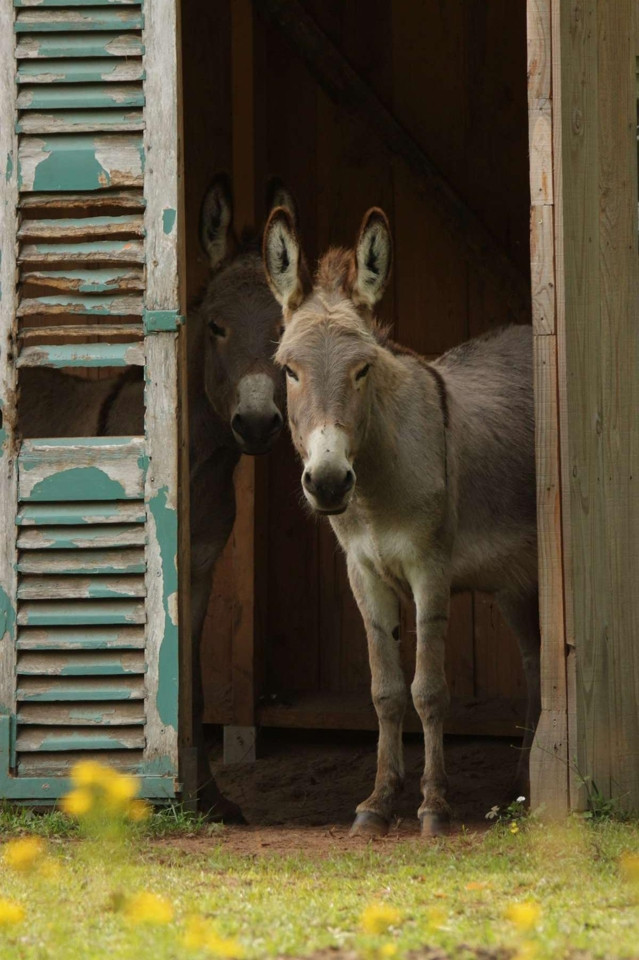 Animaux et jardin refuge LPO