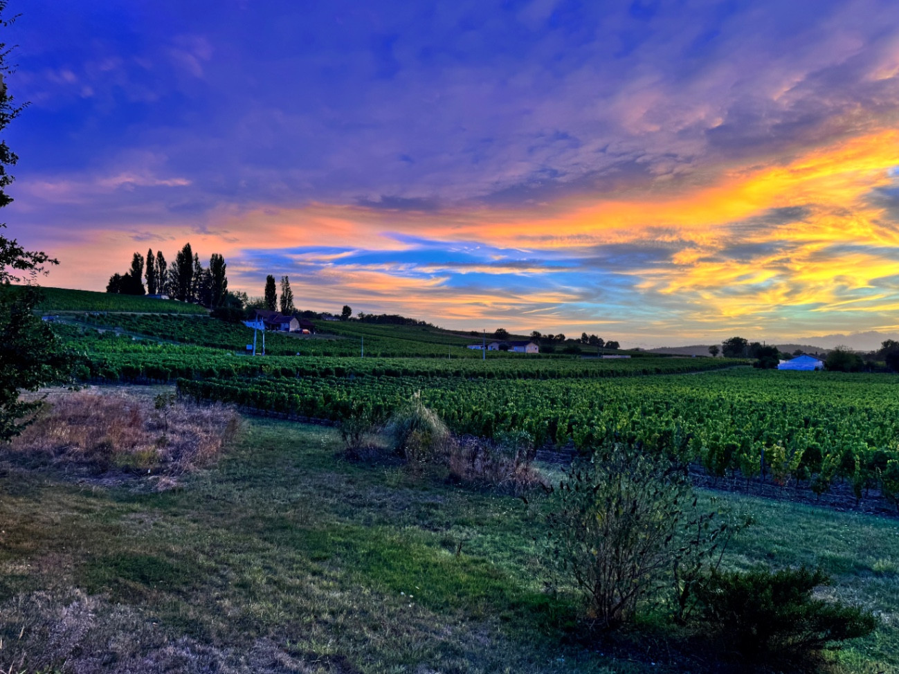 Vue sur les vignobles environnants