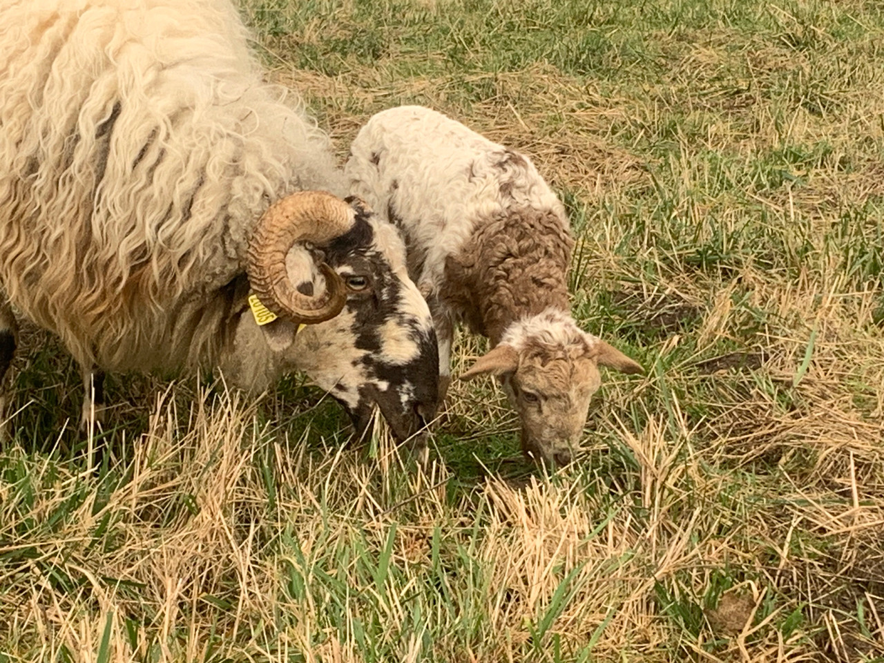 Rencontre avec nos moutons et nos poules