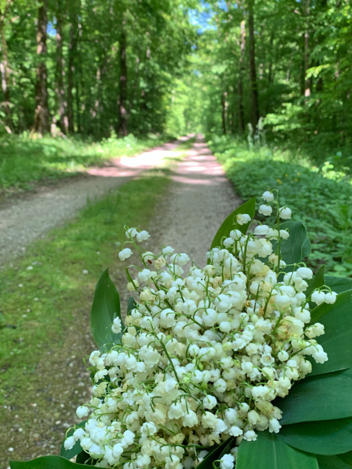 Balade en forêt