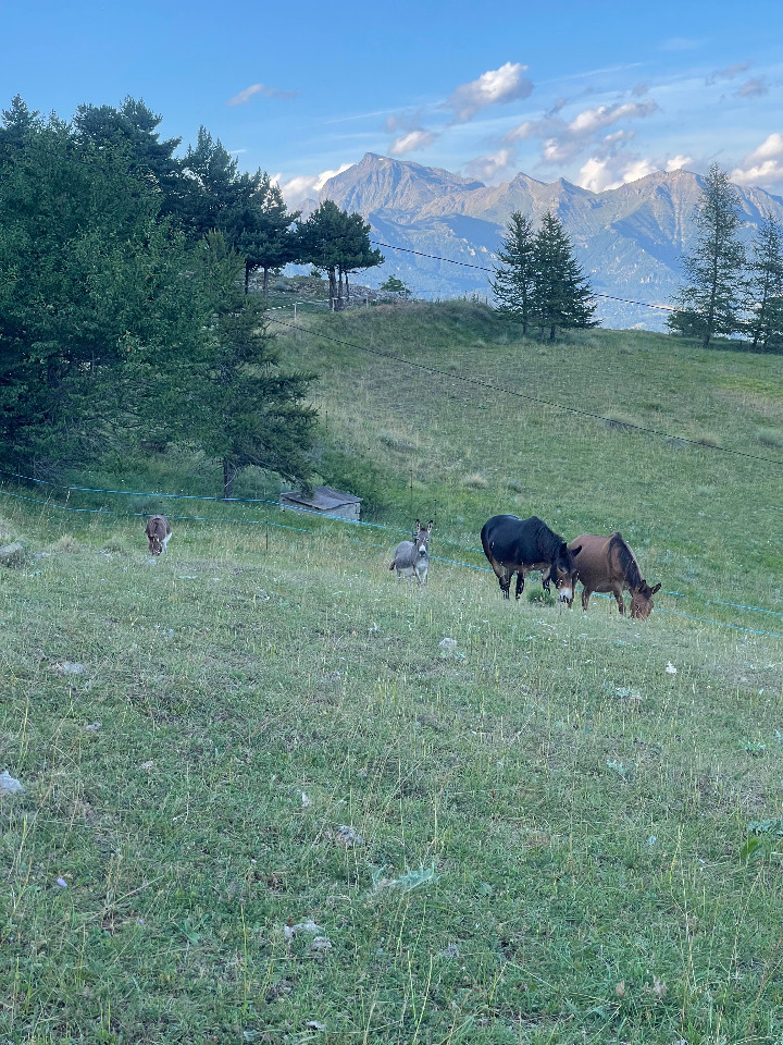 Visite de la mini ferme