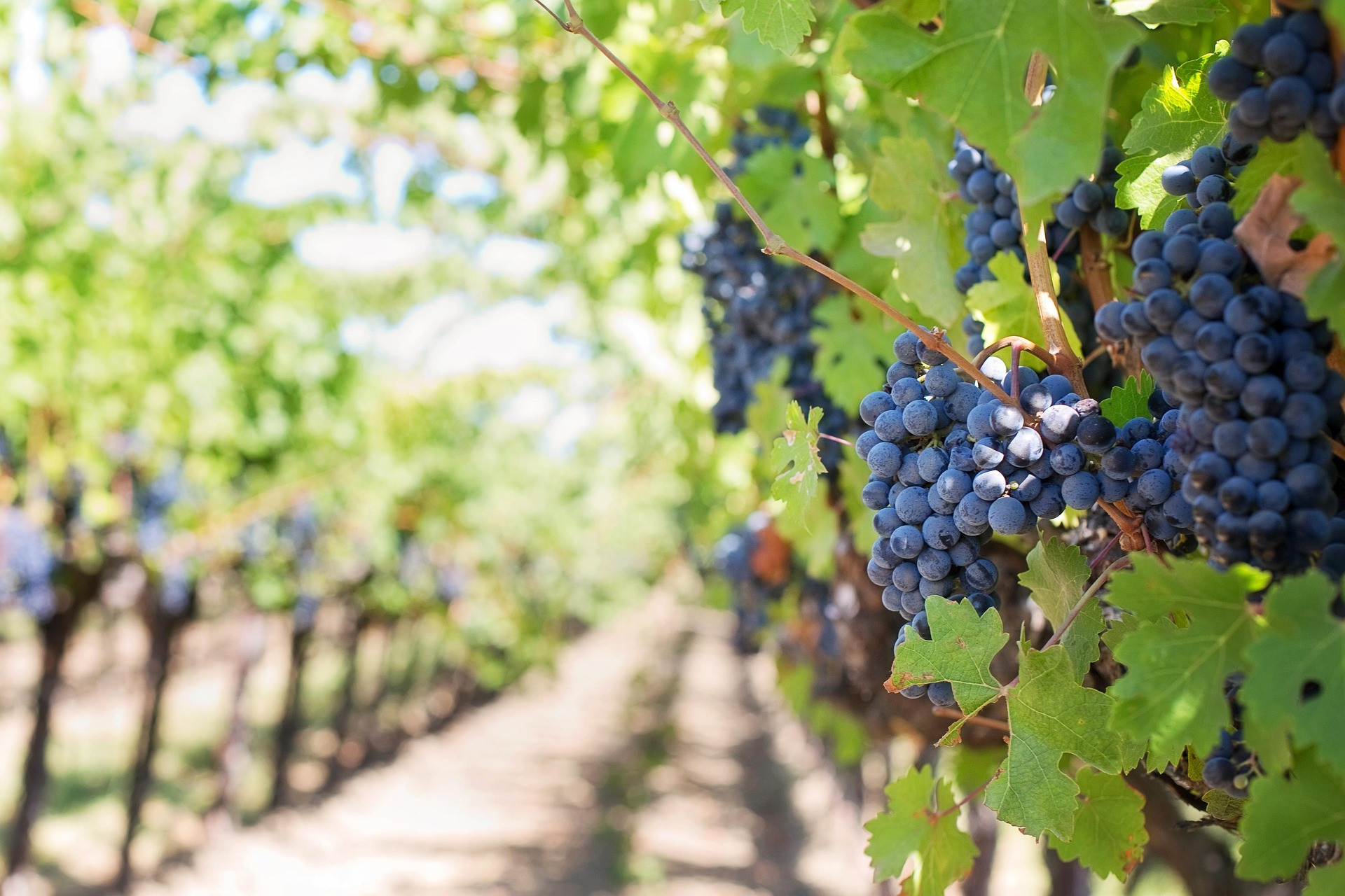 A la découverte des vignobles de Touraine
