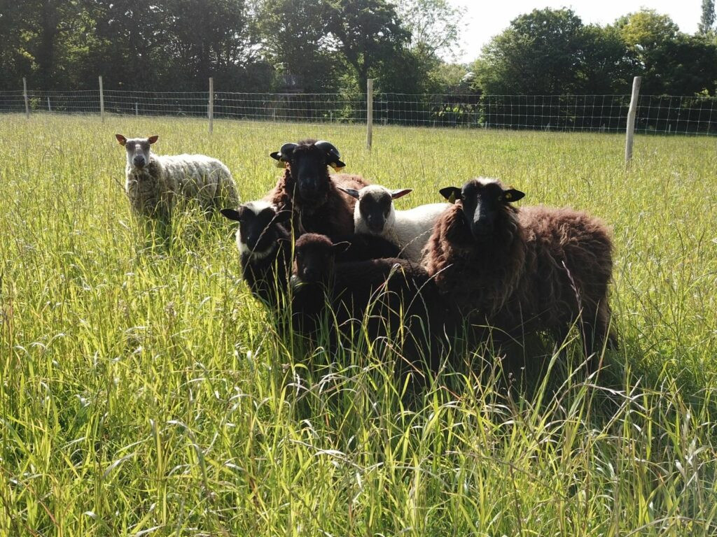 Les animaux de la ferme