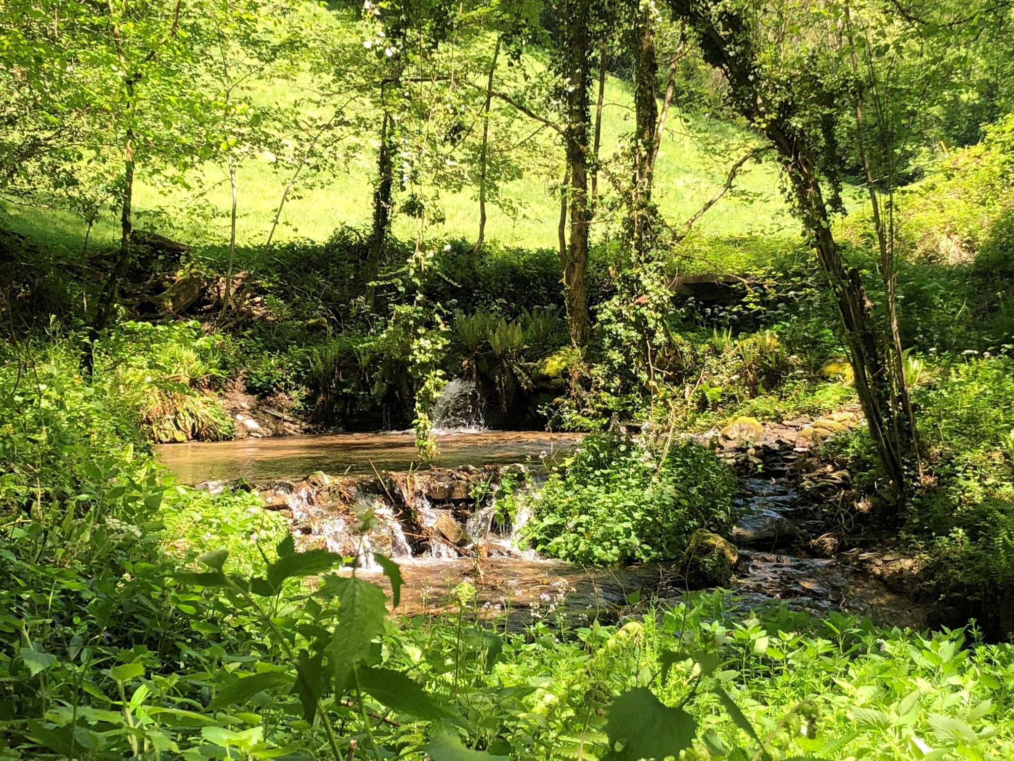 La douceur de la foret