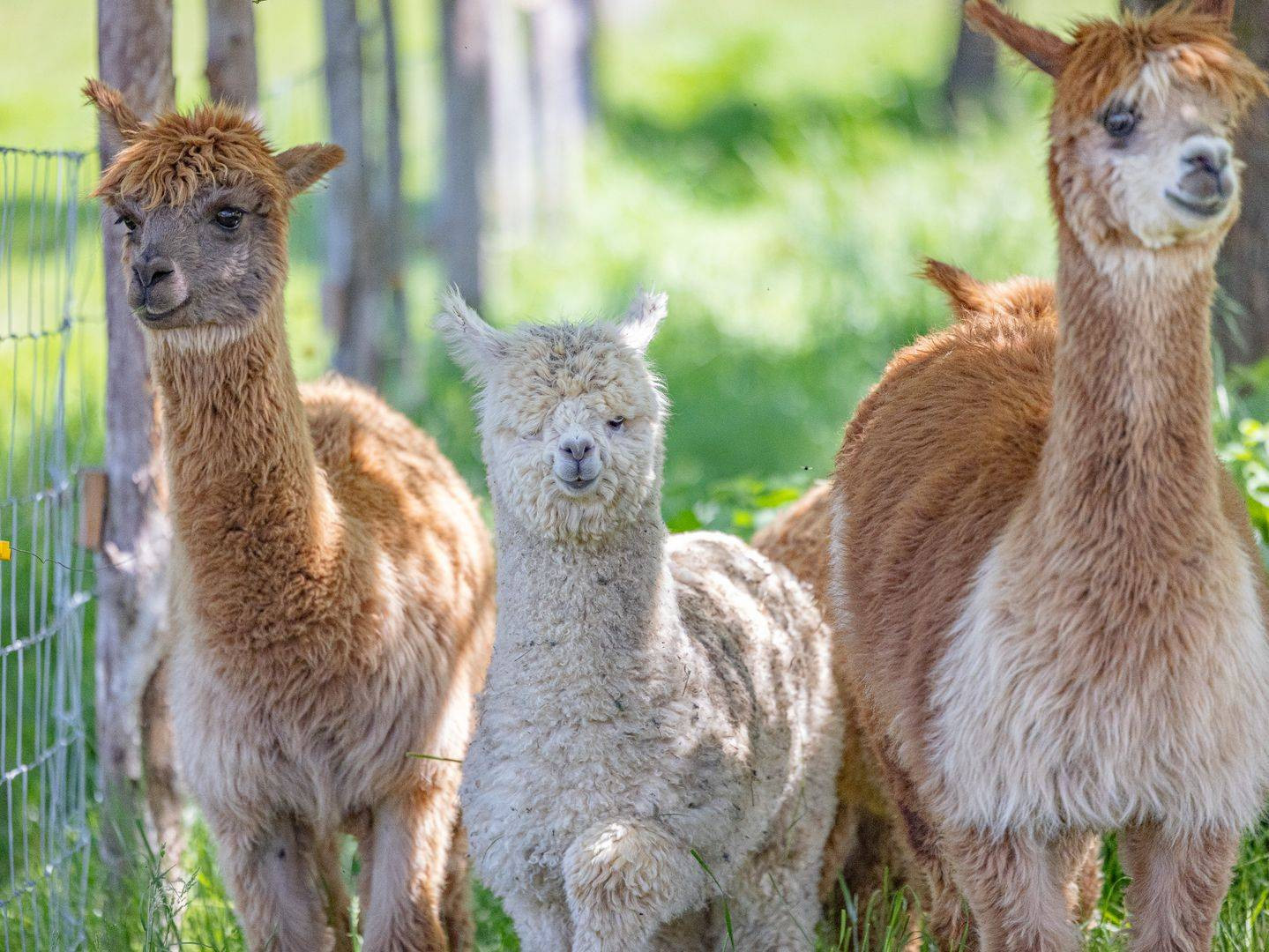 Nos alpagas et autres animaux comme voisins