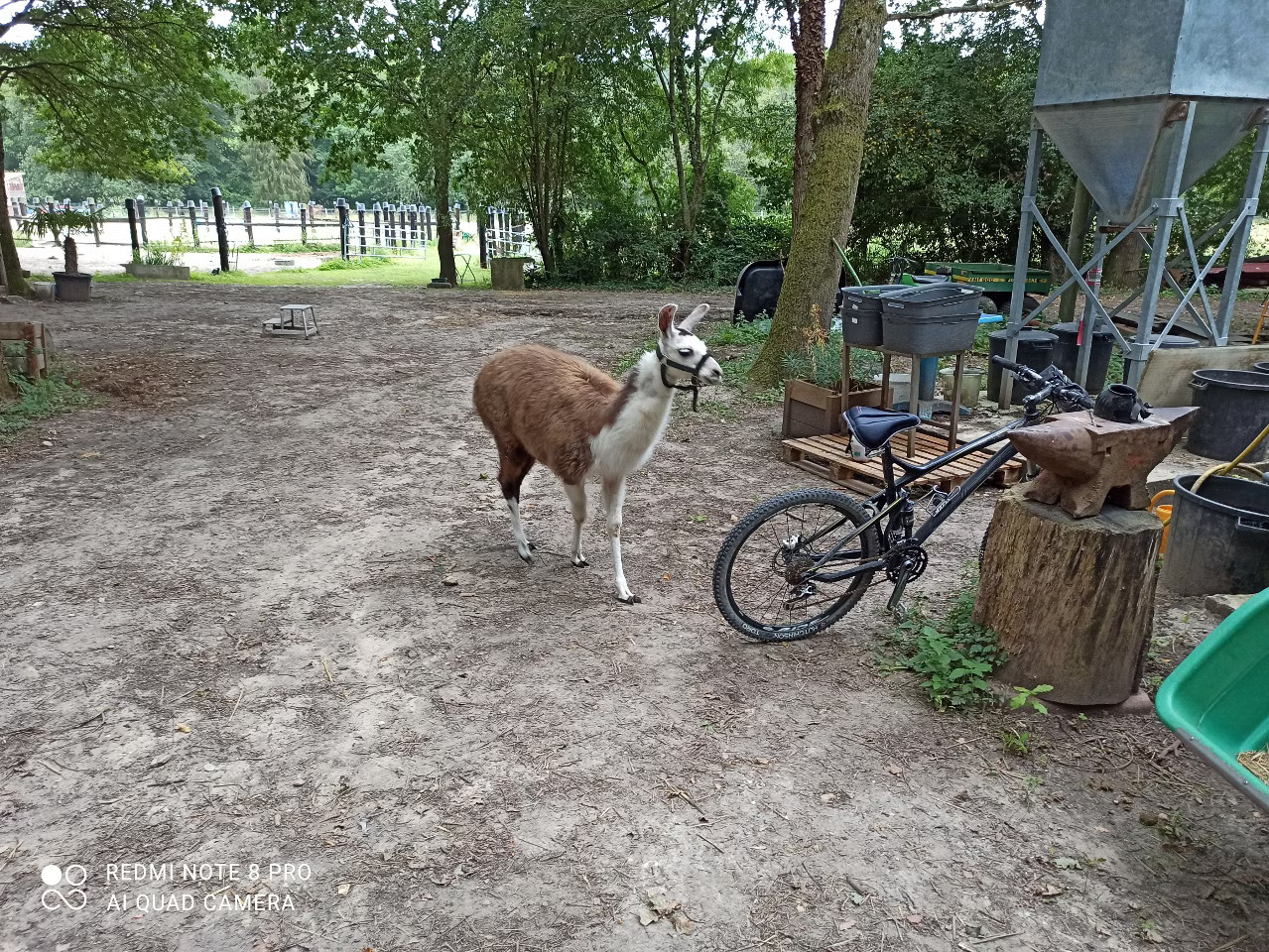 Rencontre avec les lamas du domaine