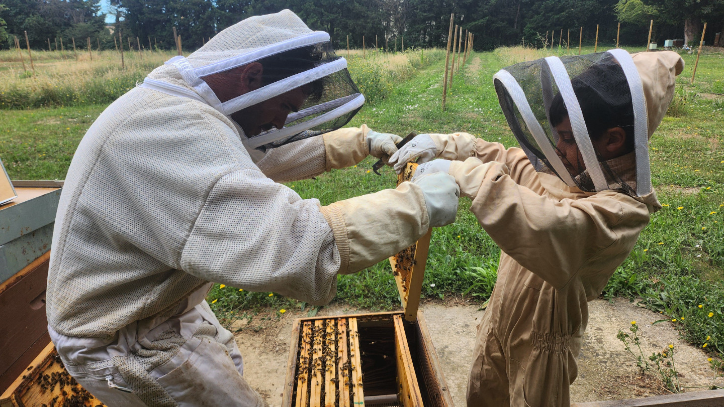 Atelier découverte de l'apiculture