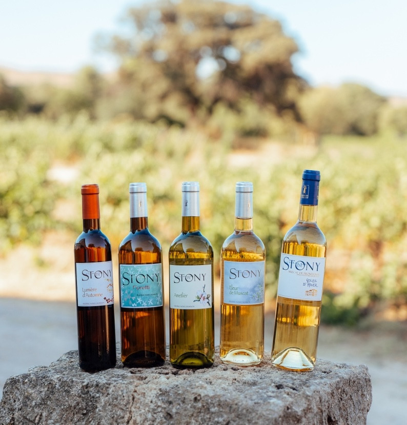 Visite du vignoble et dégustation des cuvées BIO de notre domaine