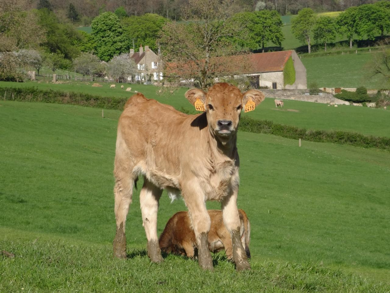 Découverte de la ferme et vergers bio