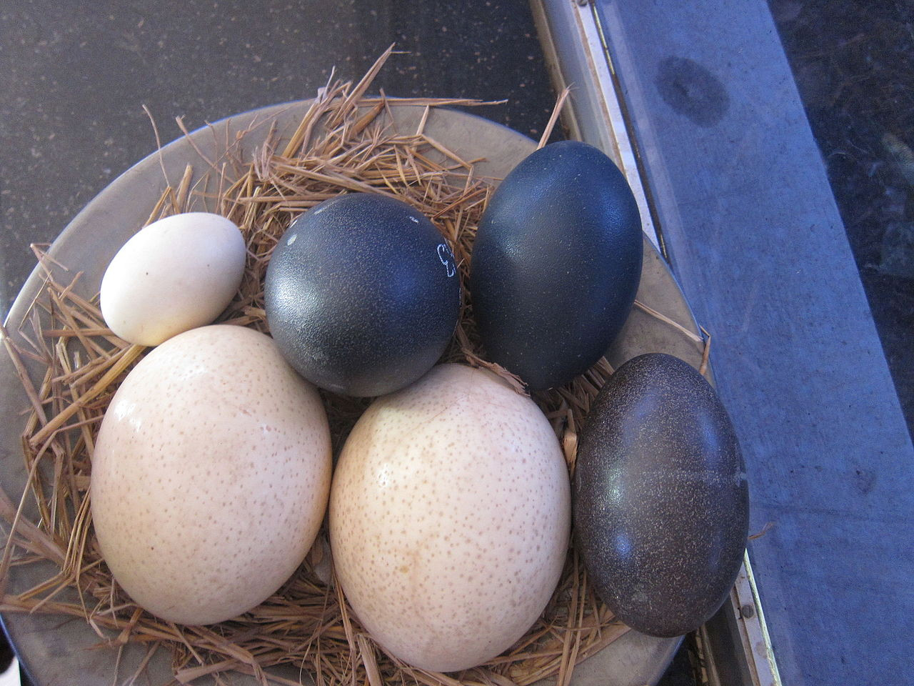 Oeufs de nos Poules élevés en plein air