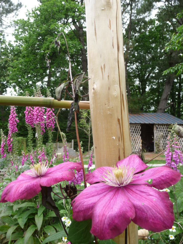 Jardin fleuri et arboré, paradis des oiseaux;