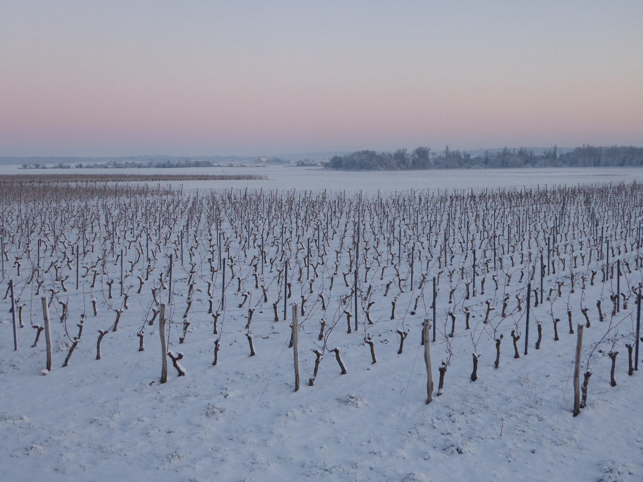 Domaine au coeur du vignoble saumurois
