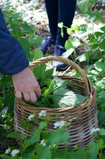 Ateliers Cueillette et Cuisine des Plantes Sauvages