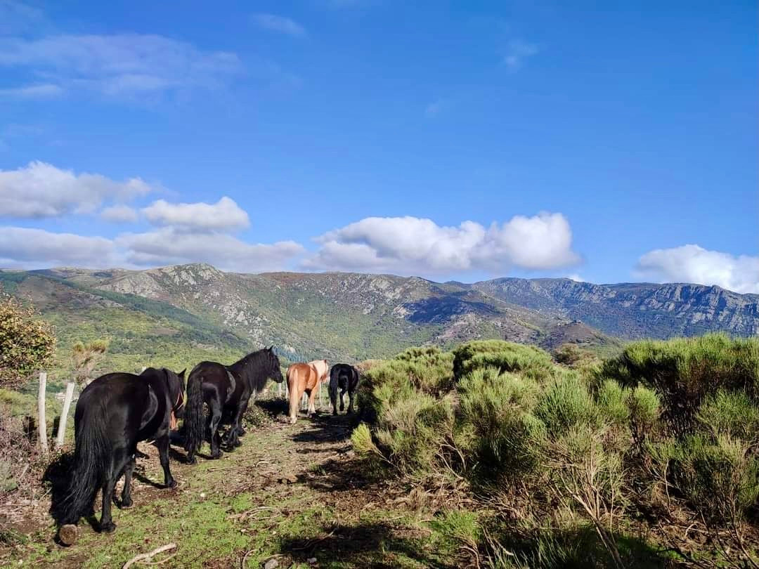 A la rencontre de nos voisins : Visitez la ferme de Castagnols (Chevaux, vaches, poules) et rencontre avec Gentiâne (Organisateurs de balade en ânes dans les Cévennes).