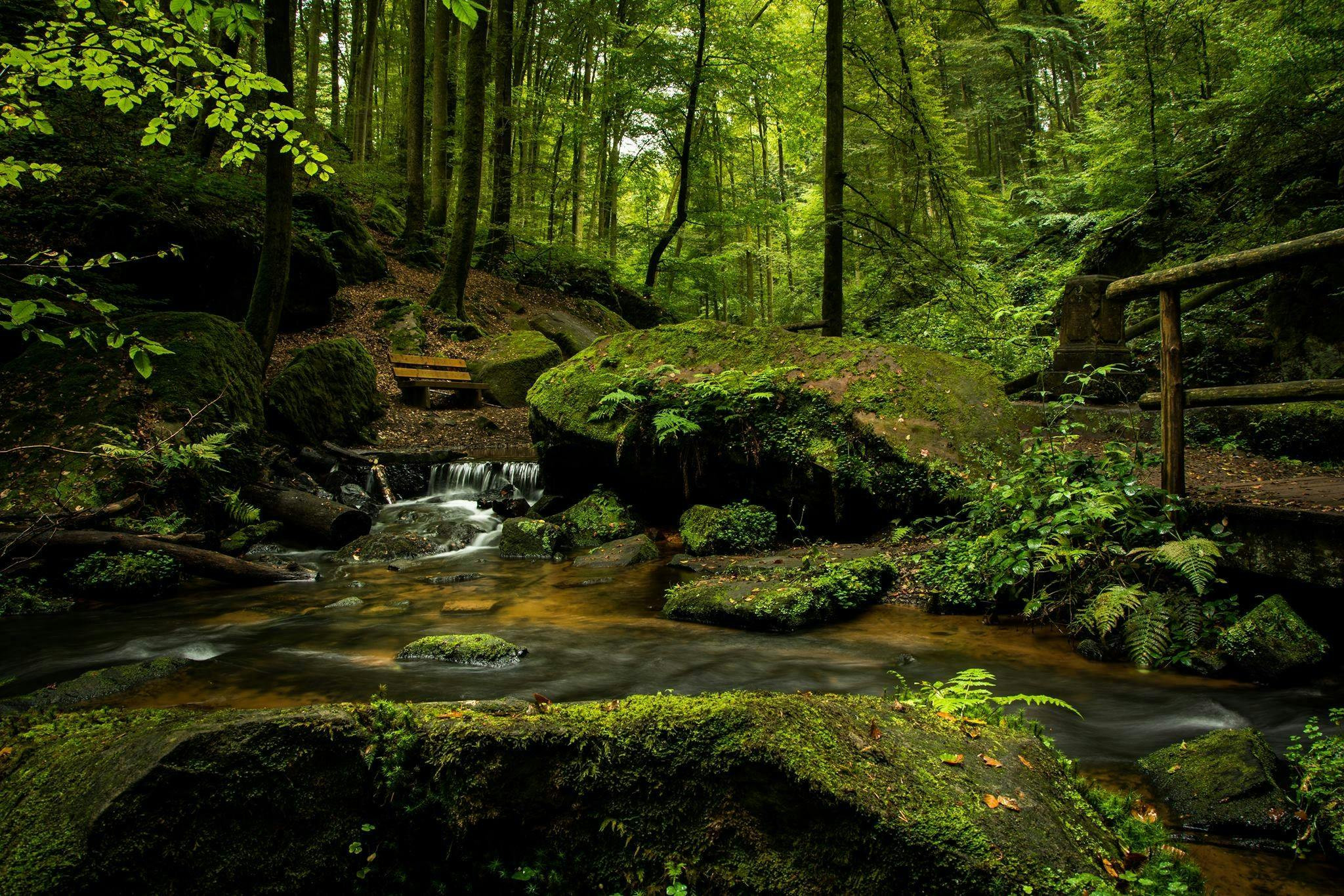 Au coeur de la forêt de Brocéliande