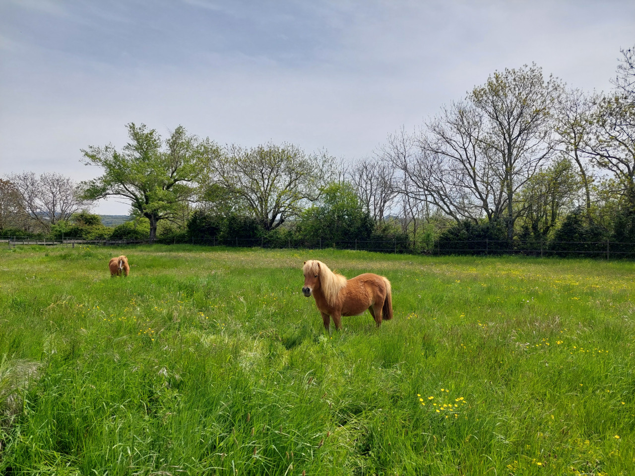 Brossage des poneys