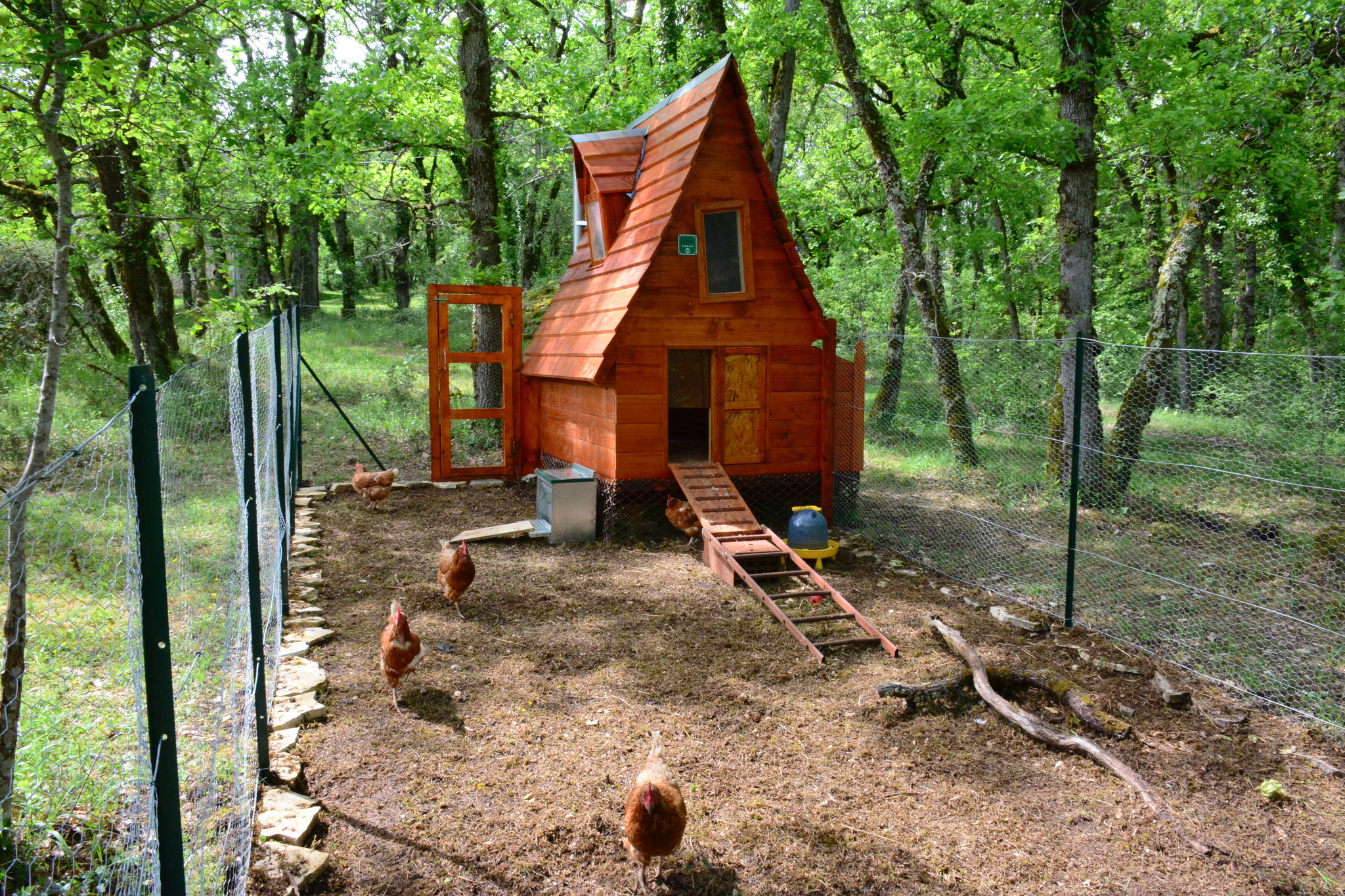 Rencontre avec les poules.