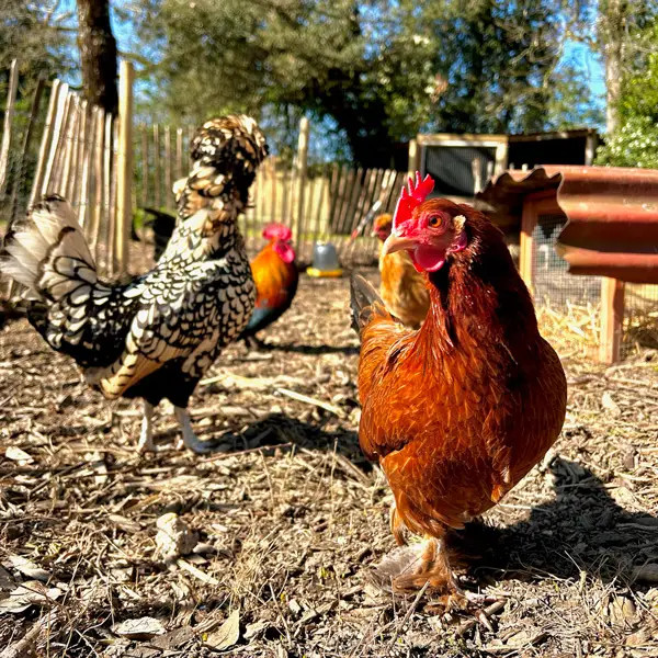 La ferme pédagogique, accès libre et activités