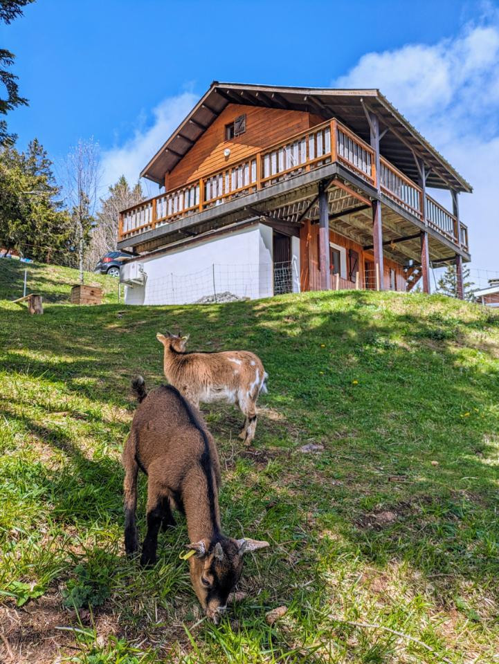 Rencontrez Pilou, Myrtille et Bambi, nos  chèvres