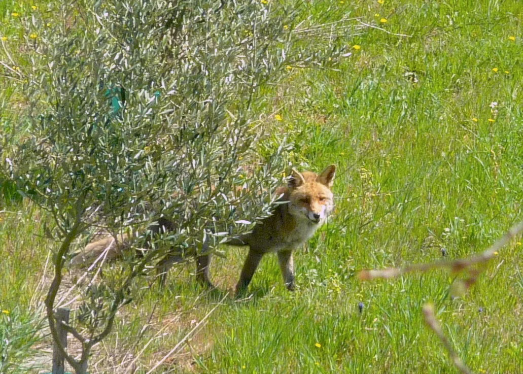 Observation de la flore et faune sauvage