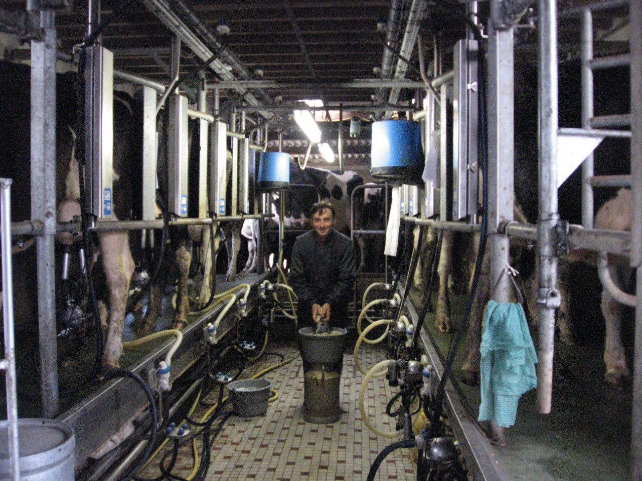 VENEZ ASSISTER (voire FAIRE) LA TRAITE DES VACHES