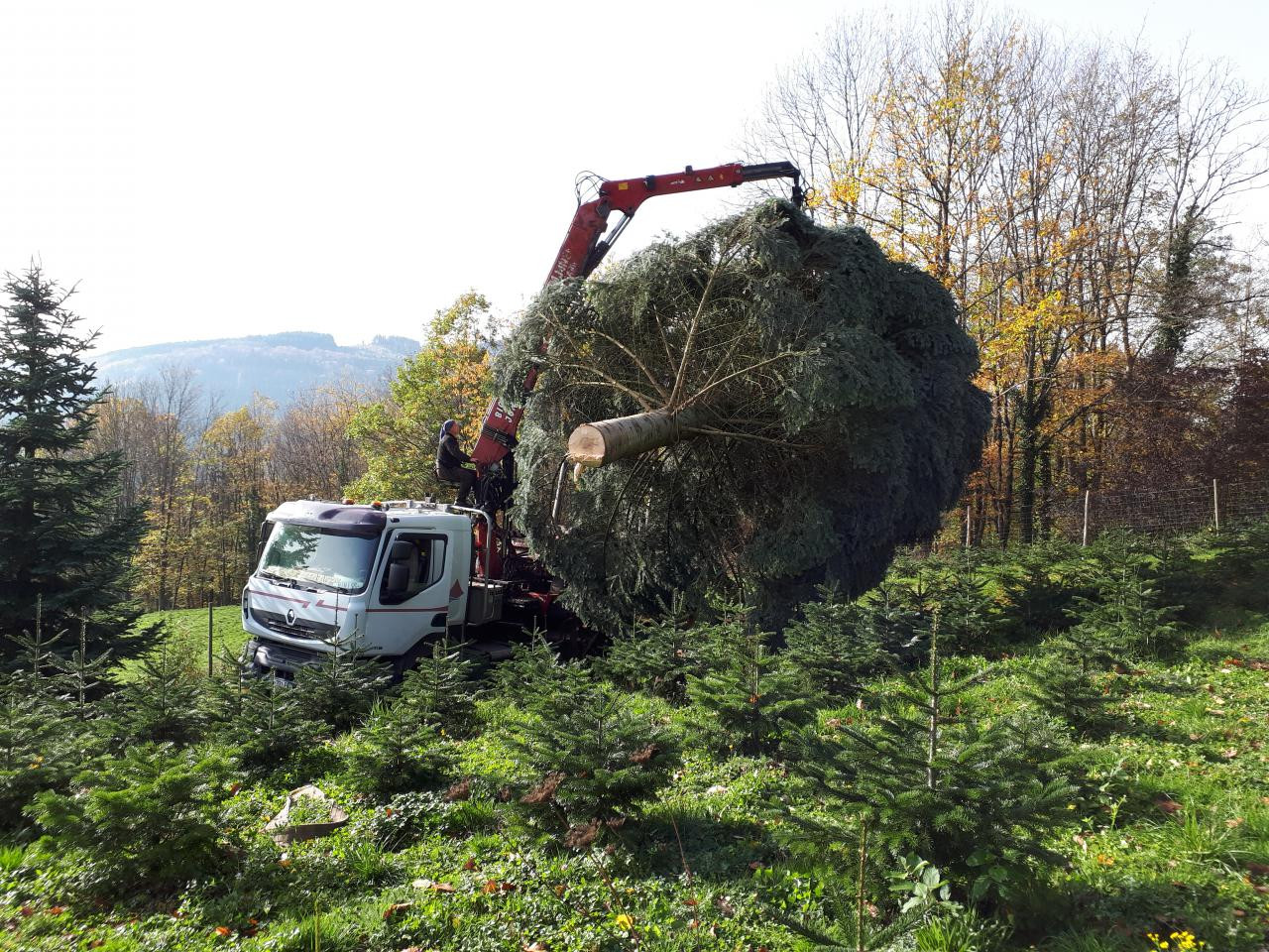 sapins