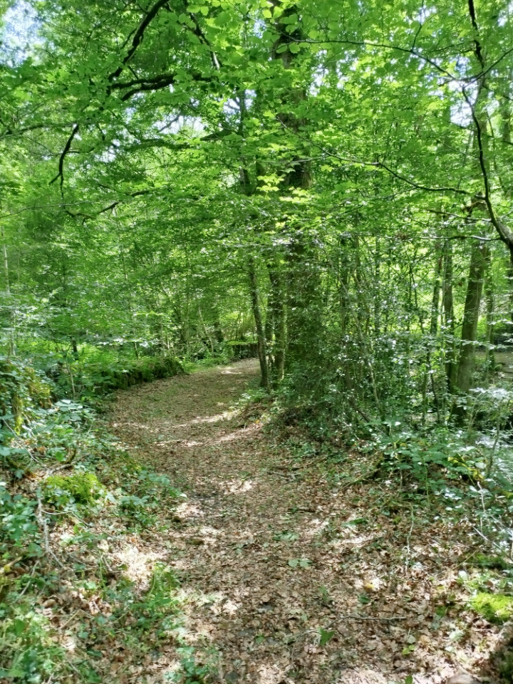 Dans la forêt corrézienne