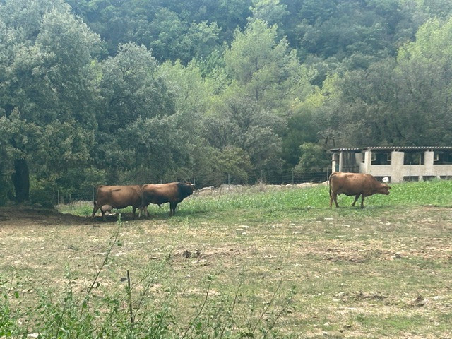 Animaux, possibilité de participer à la traite