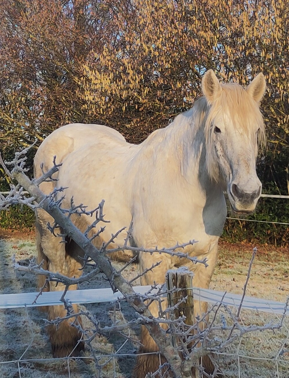 P'tit déj des animaux