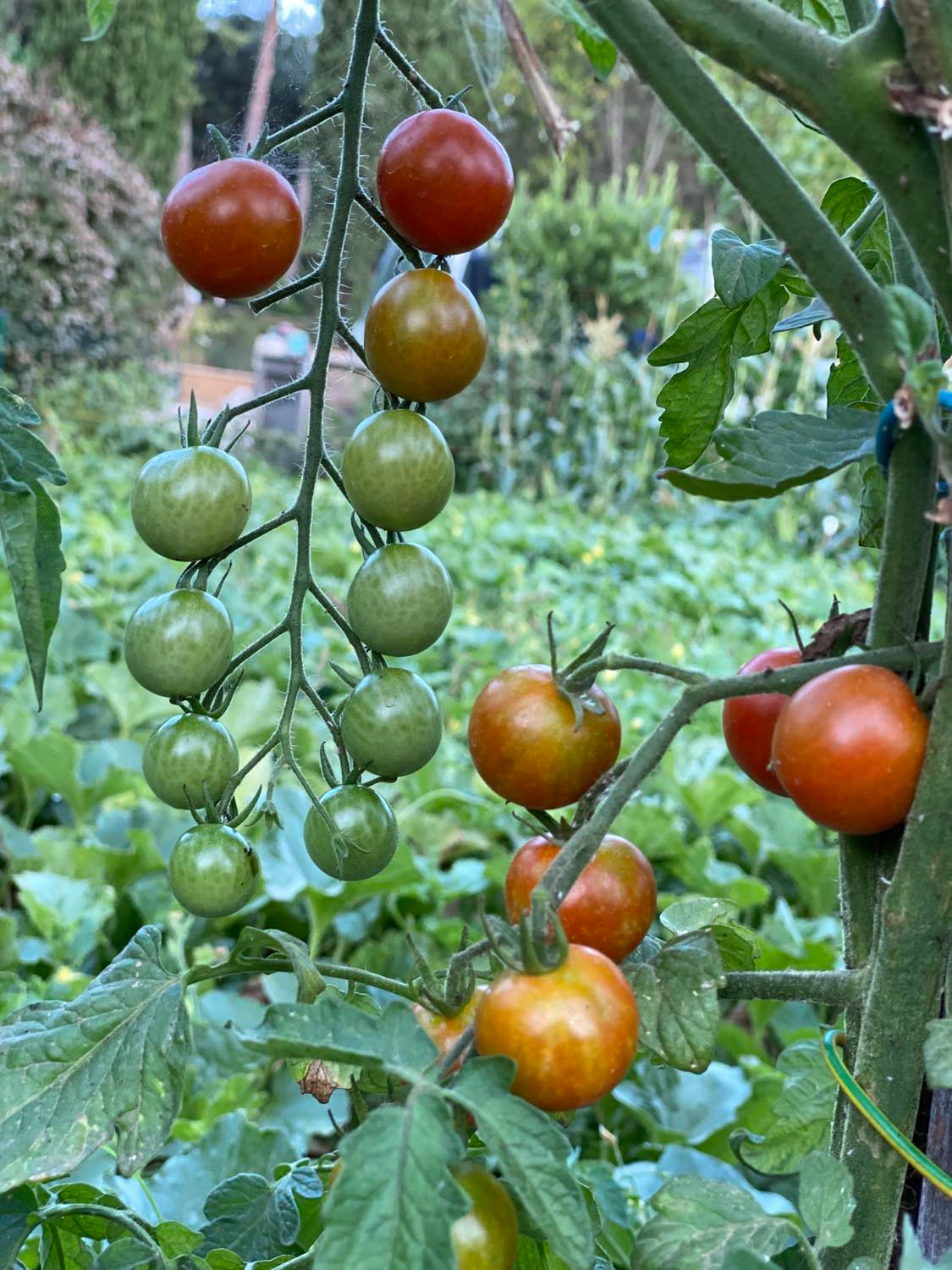 🥗 Panier de légumes et oeufs bio du potager