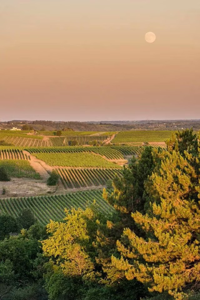 Randonnées découverte du vignoble avec Valérie des Vignes selon Val