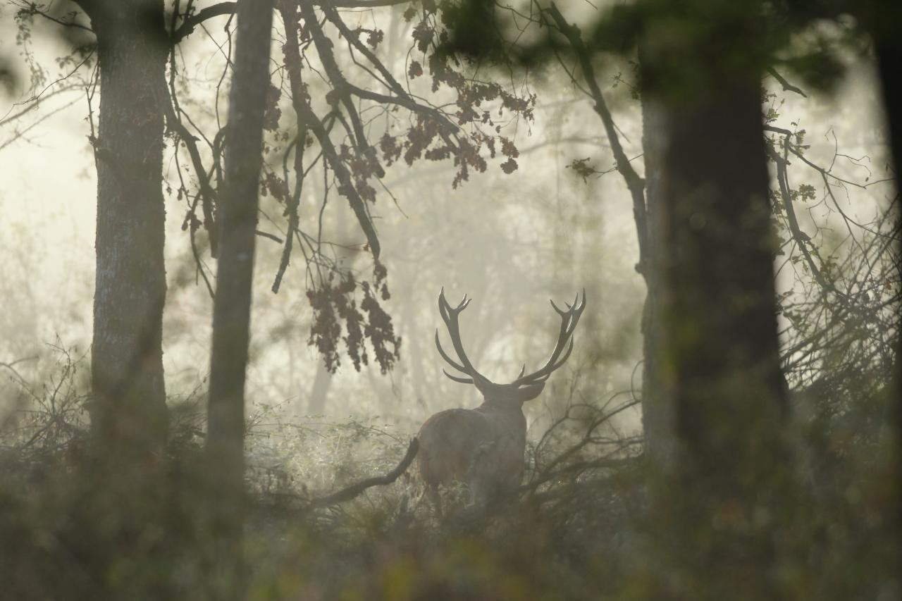 Au coeur de la forêt de Sologne et 1000 étangs