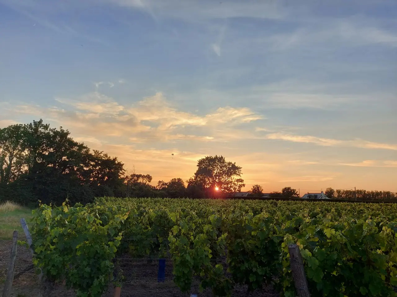 Au milieu des vignes
