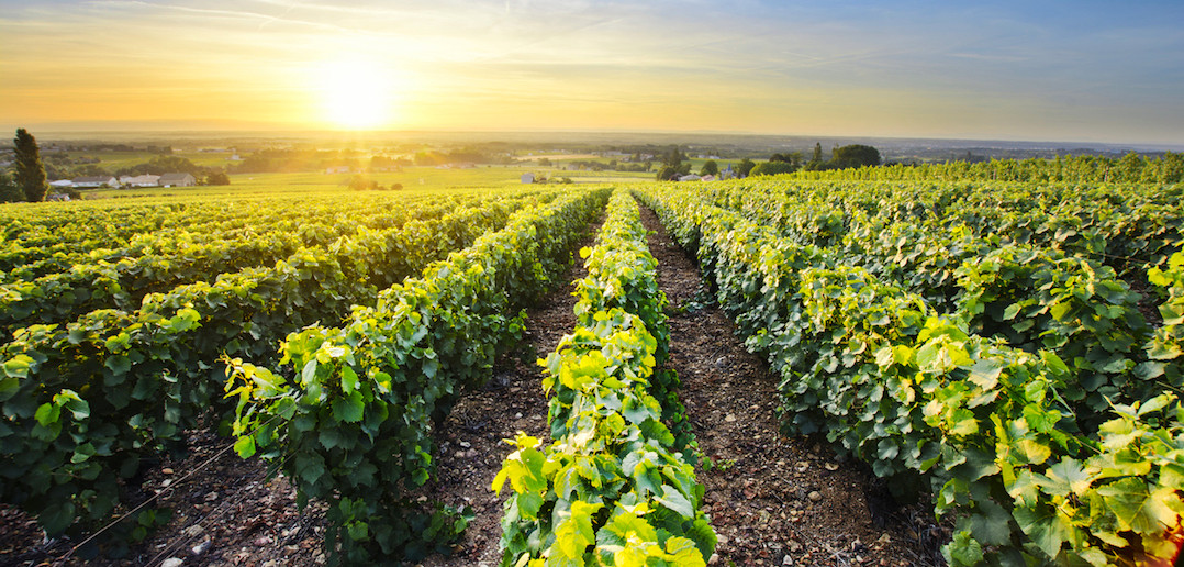 Visite de caves et dégustation de vin