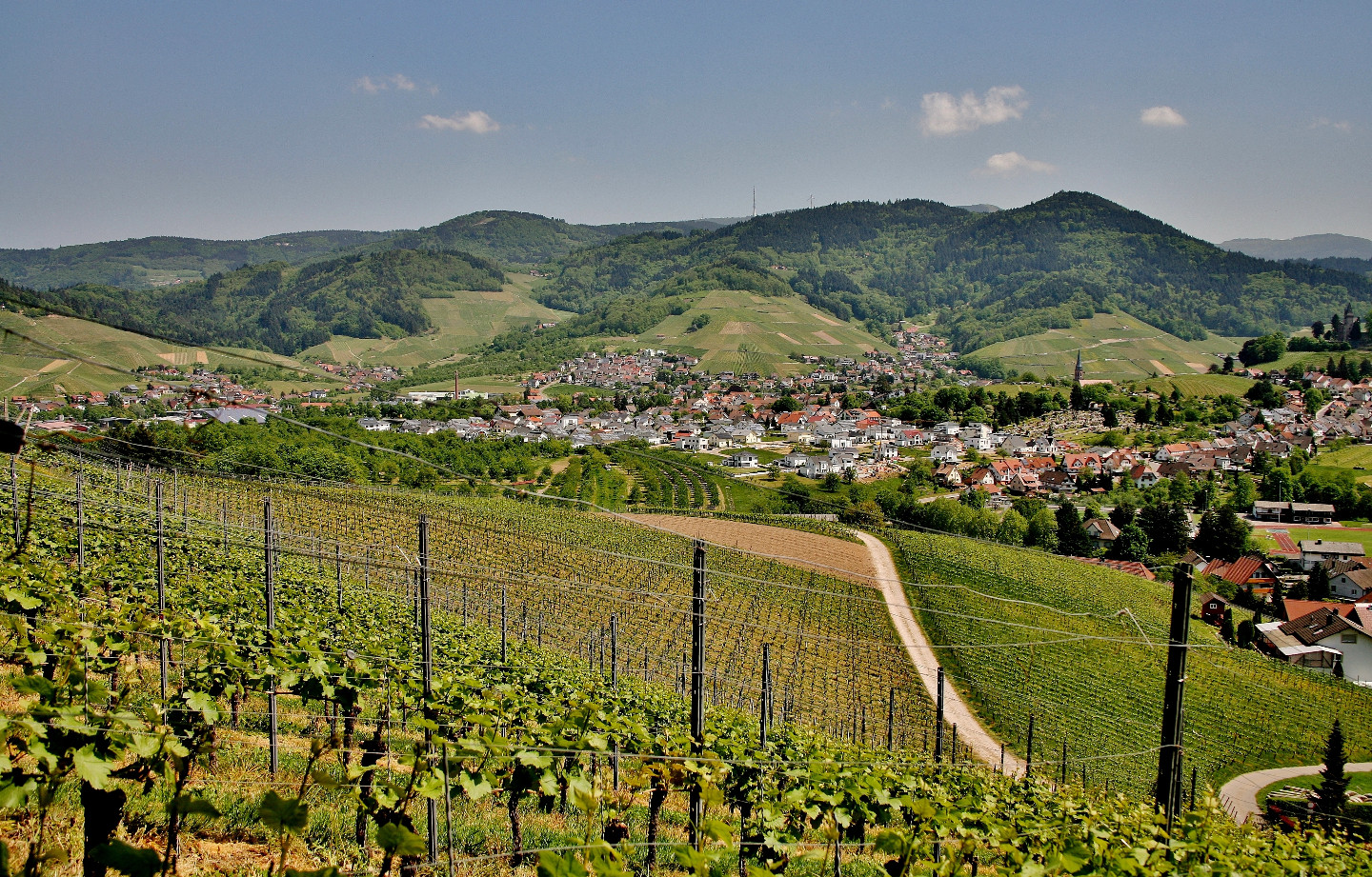 Visite du vignoble alsacien et dégustation