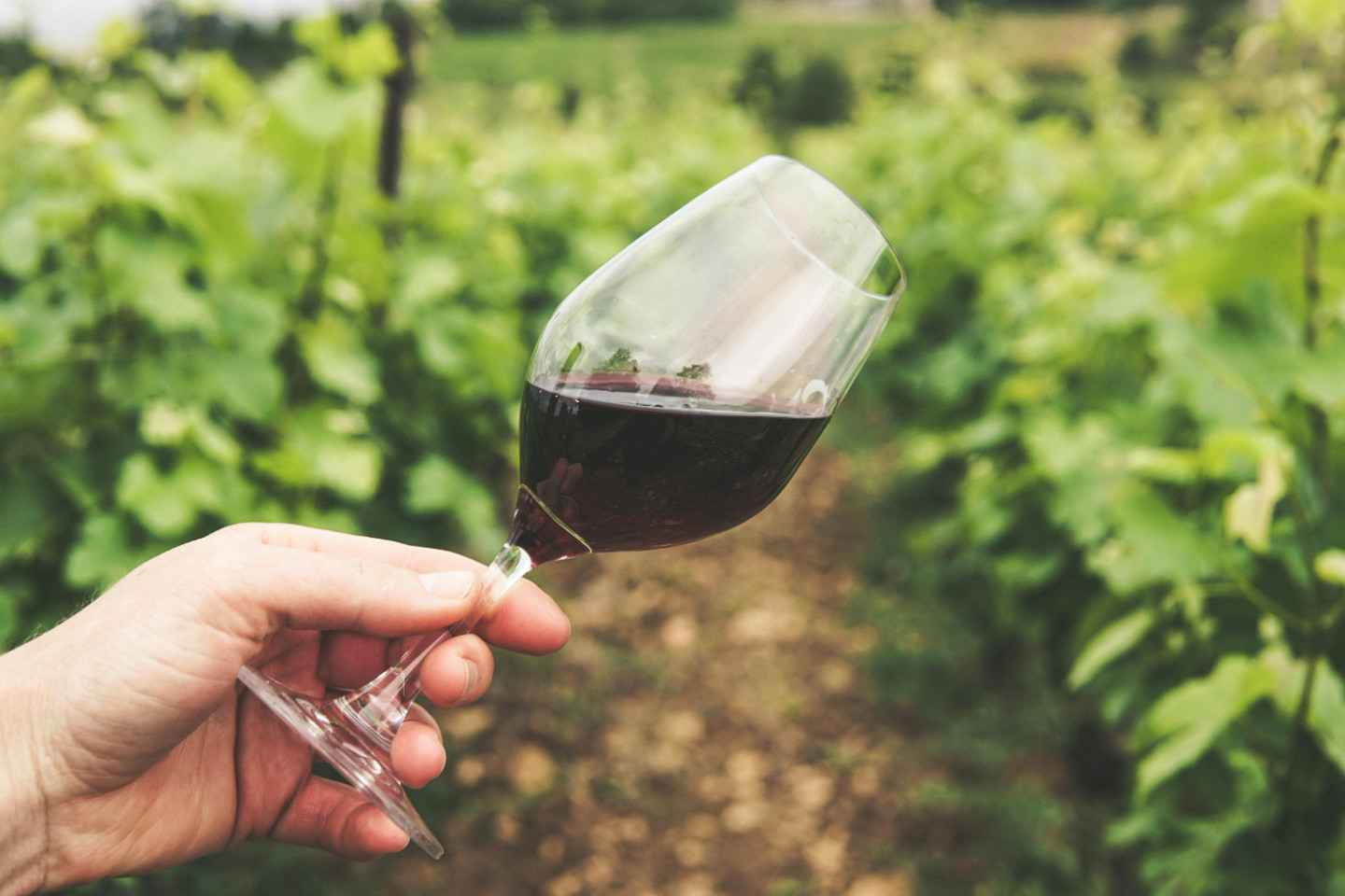 Dégustations et vente de vin