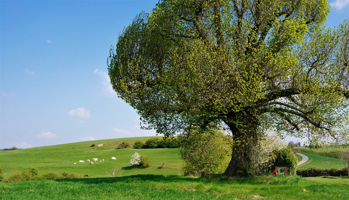le domaine est situé au beau milieu de la nature