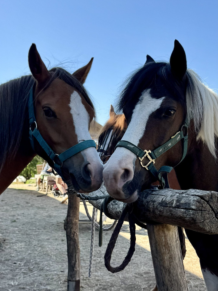Rencontrer les poneys Welsh