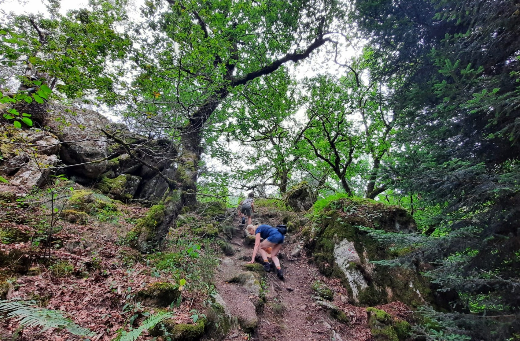 Une immersion en forêt, sur la route de la Rigole du Diable.