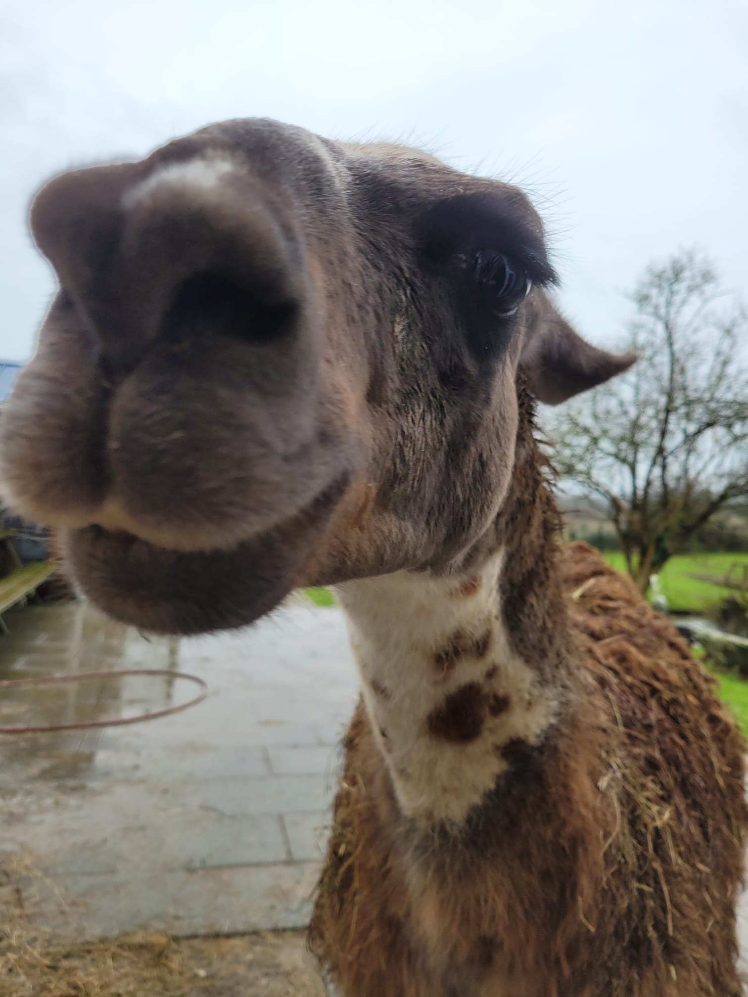 Moments paisibles à la ferme avec nos animaux résidents