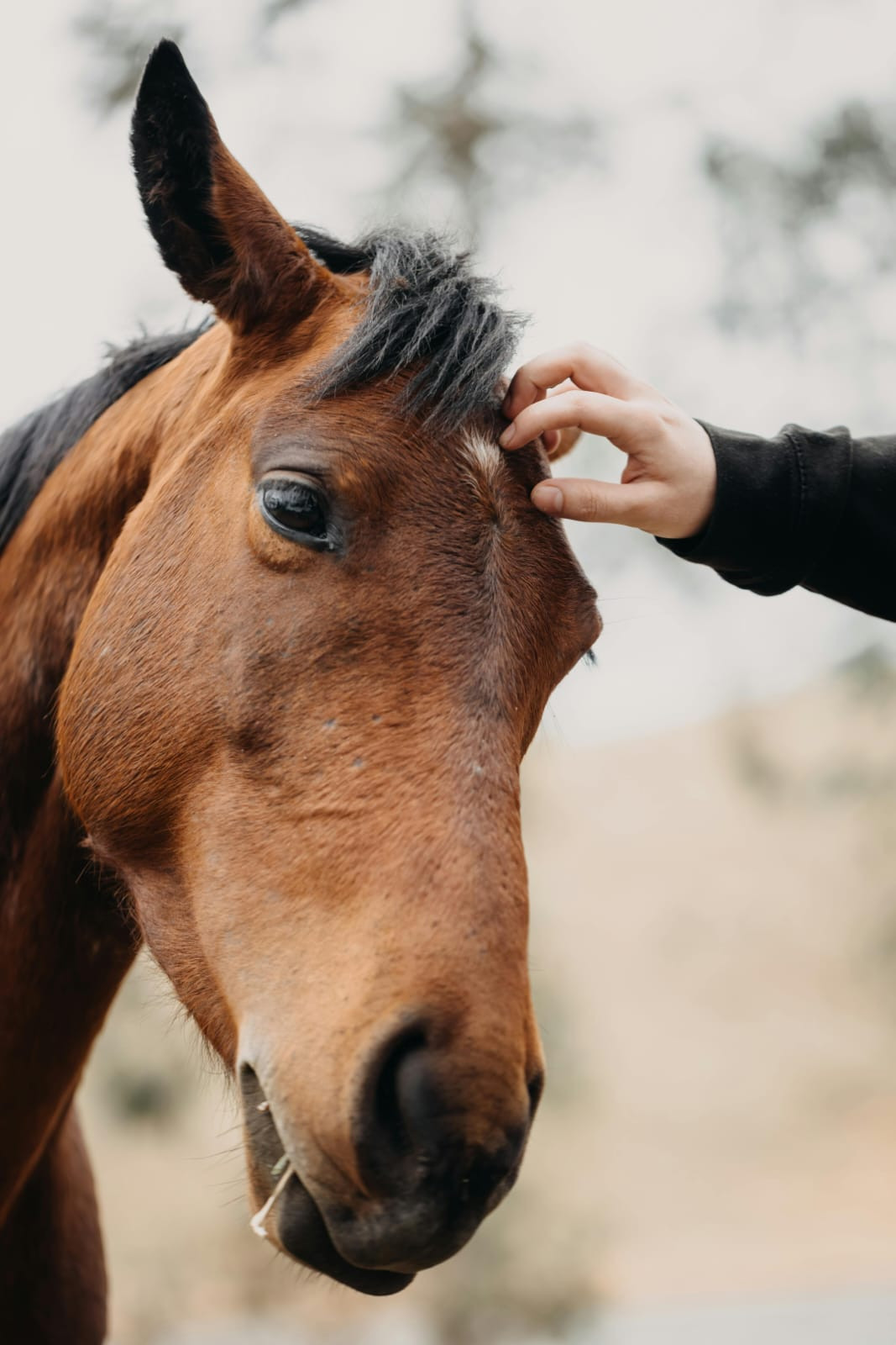 Balades à cheval