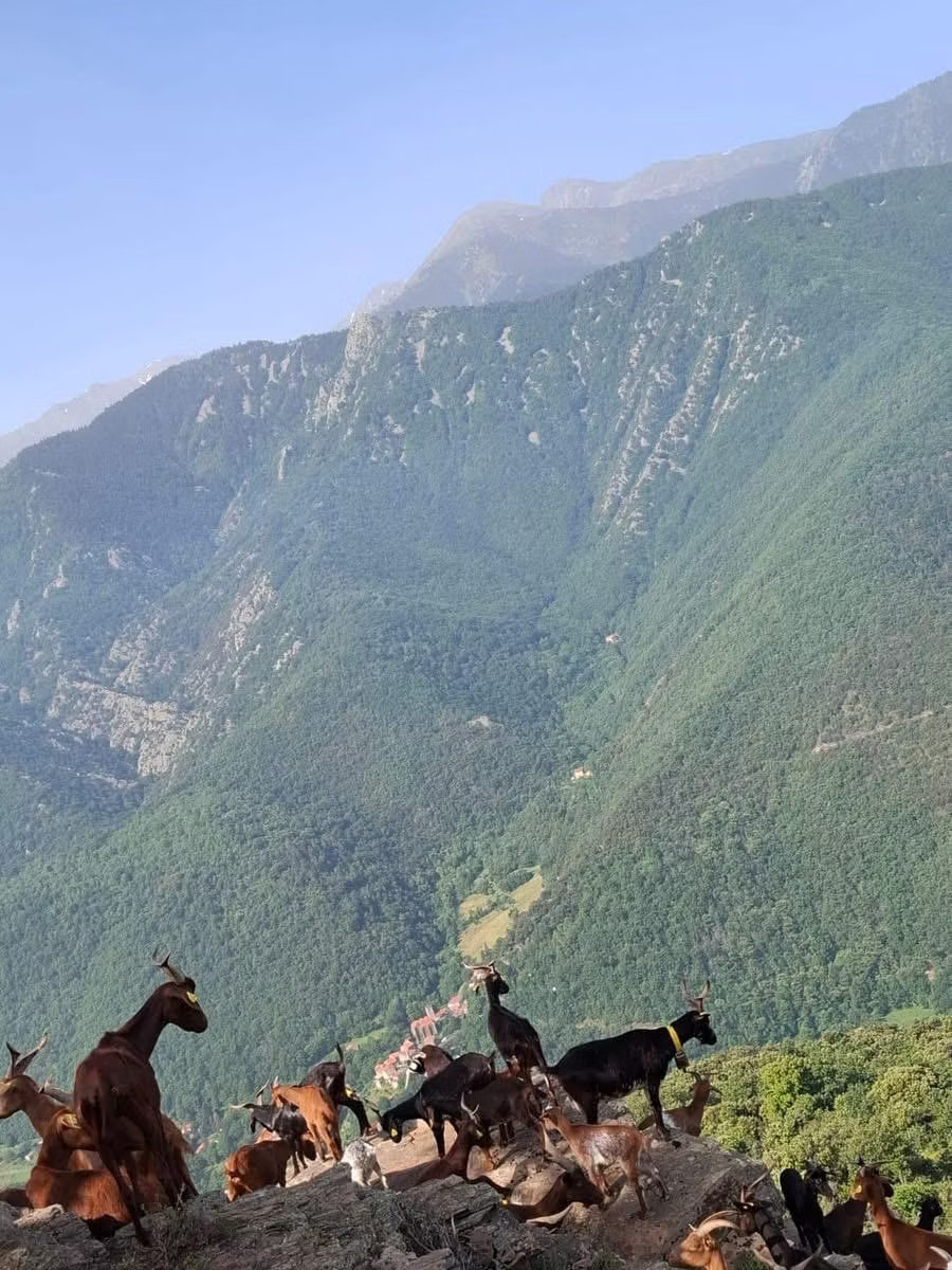Chèvrerie accessible dans la Ferme familiale perchée à 680 m d’altitude, face au majestueux Mont Canigou