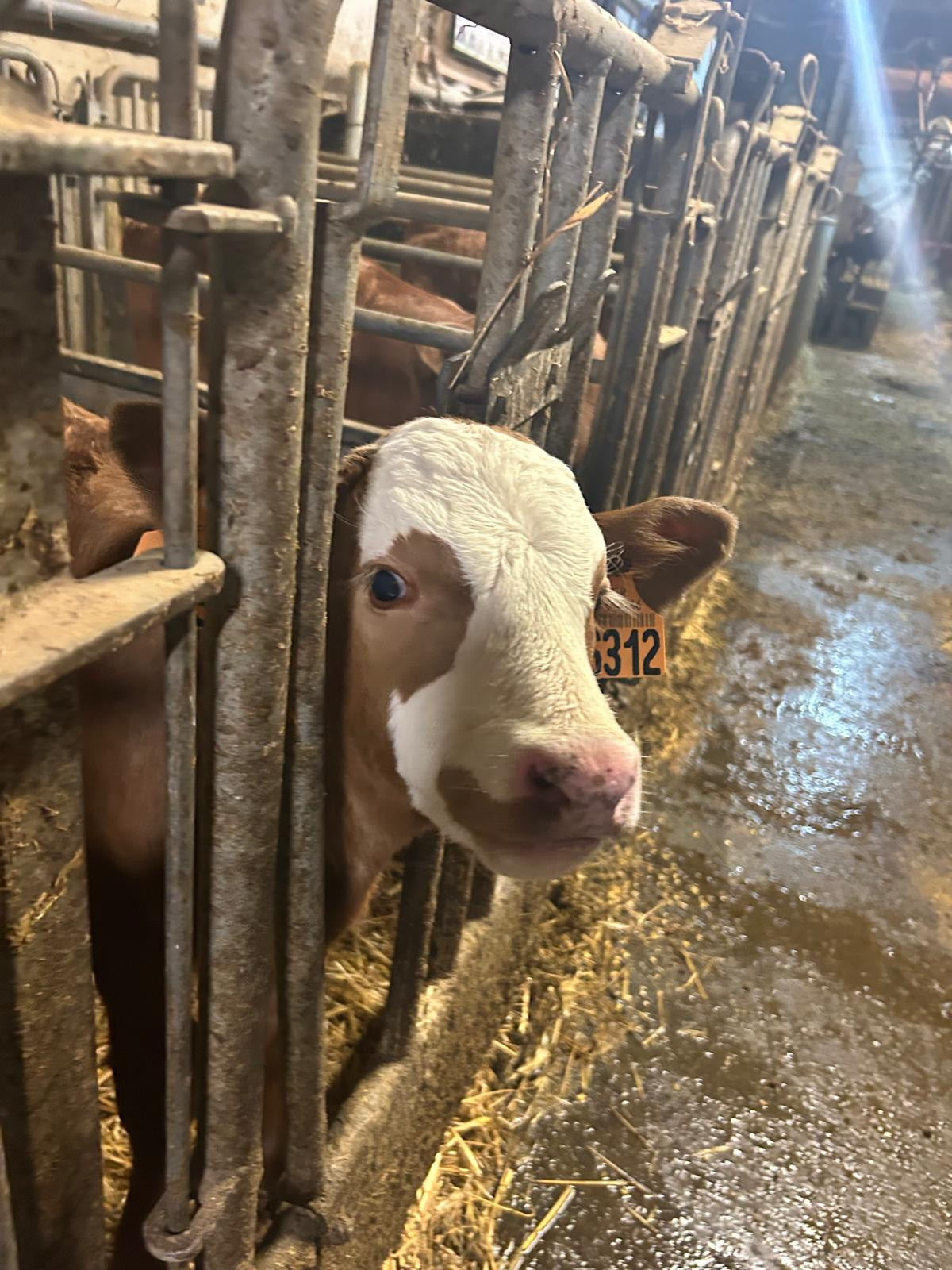 Visite de la ferme de la correrie