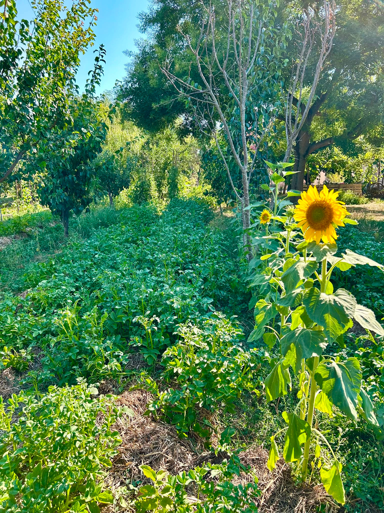 Jardin potager en agroforesterie
