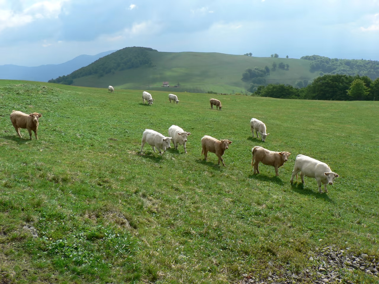 GreenGo - Location dans le Territoire de Belfort