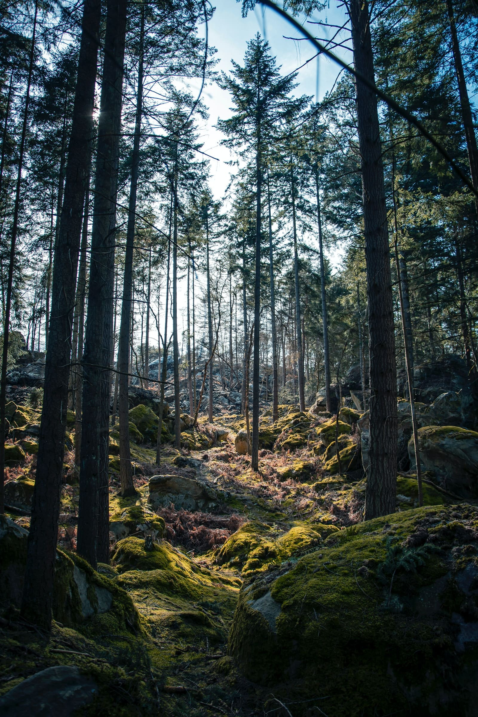 GreenGo - Vacances à Fontainebleau