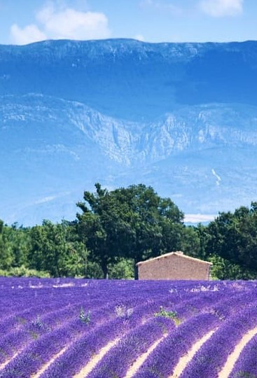 GreenGo - Vacances en Provence