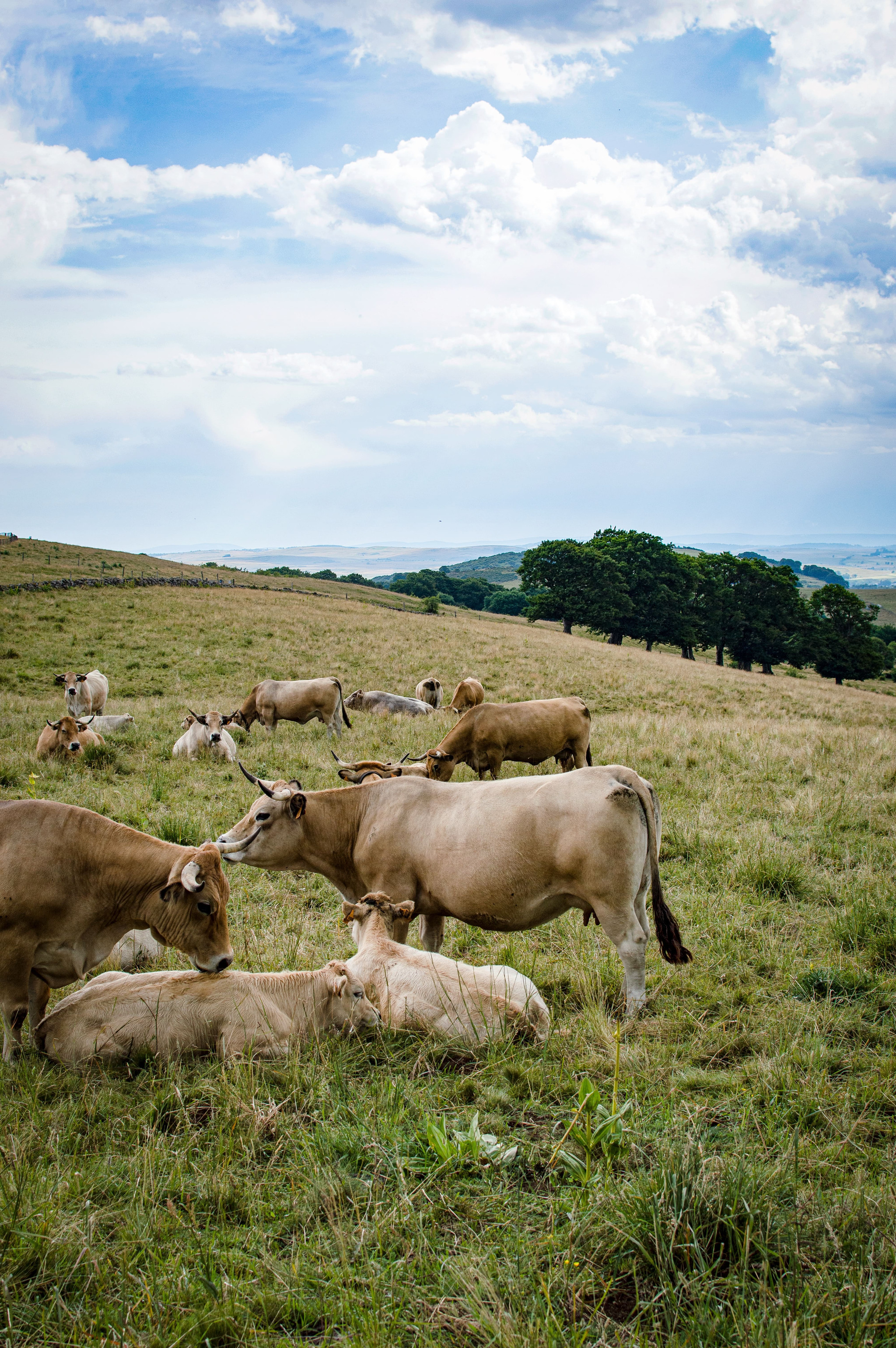 GreenGo - Aubrac