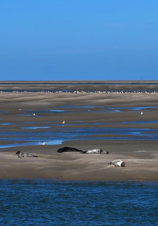 GreenGo - Baie de Somme